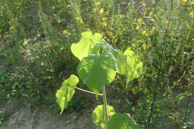 Abutilon theophrasti