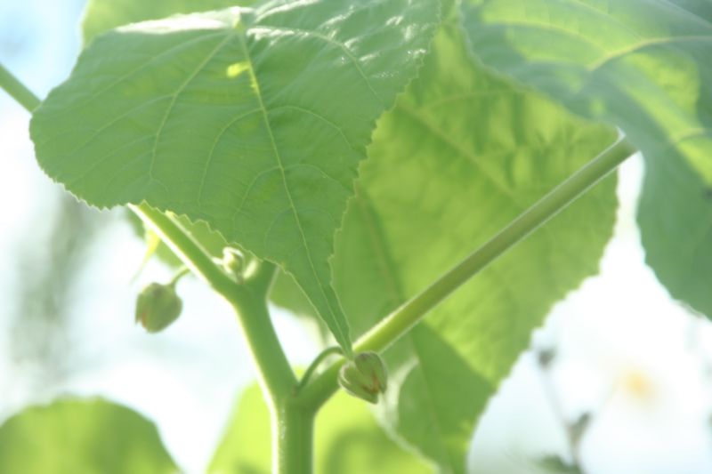 Abutilon theophrasti