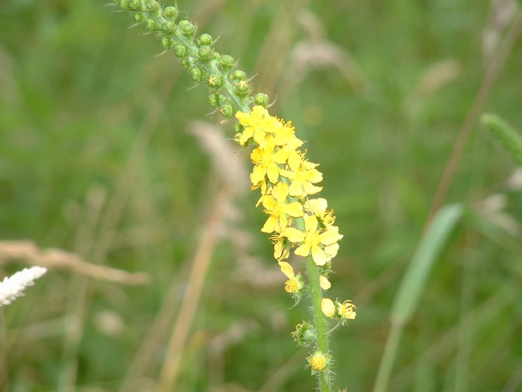 Agrimonia procera