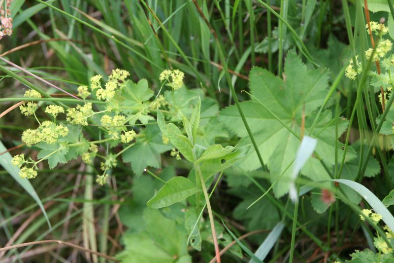 Alchemilla glabra