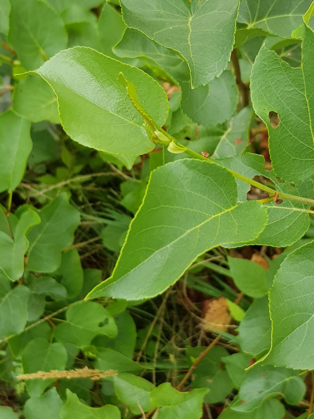 Alnus cordata