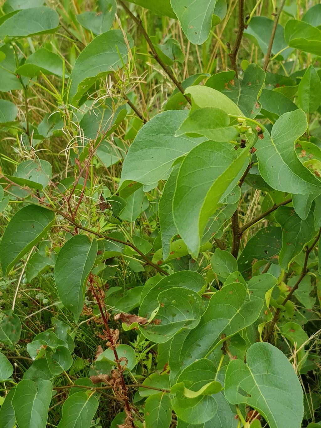 Alnus cordata