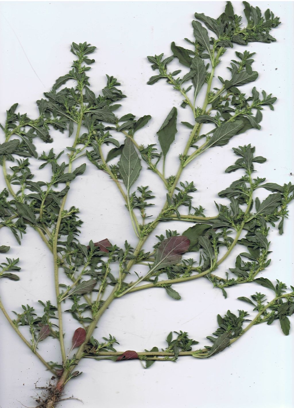 Amaranthus albus