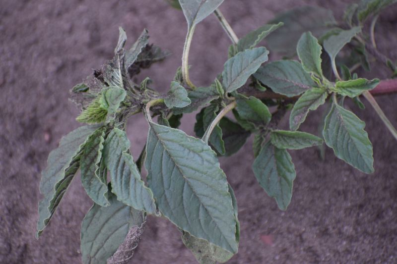 Amaranthus blitoides