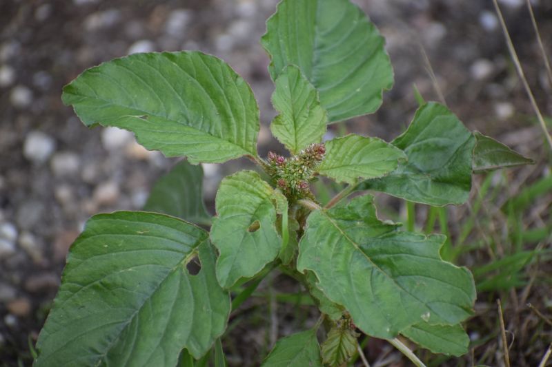 Amaranthus blitoides