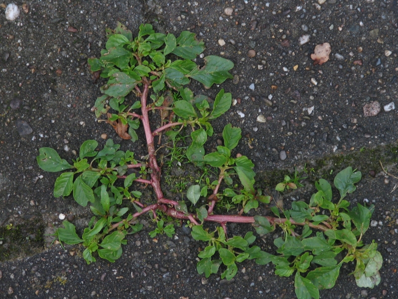 Amaranthus blitum