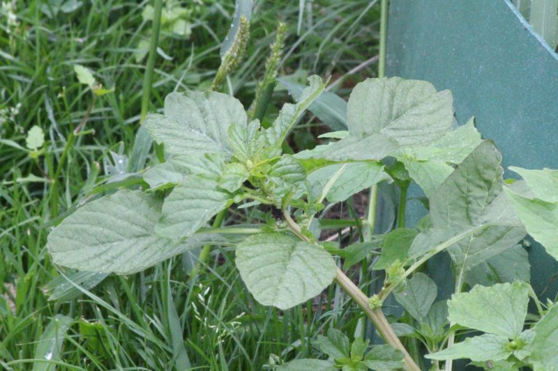 Amaranthus blitum