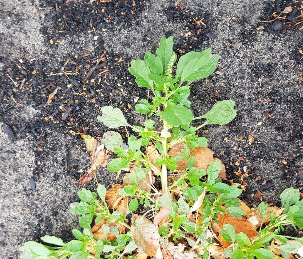 Amaranthus blitum