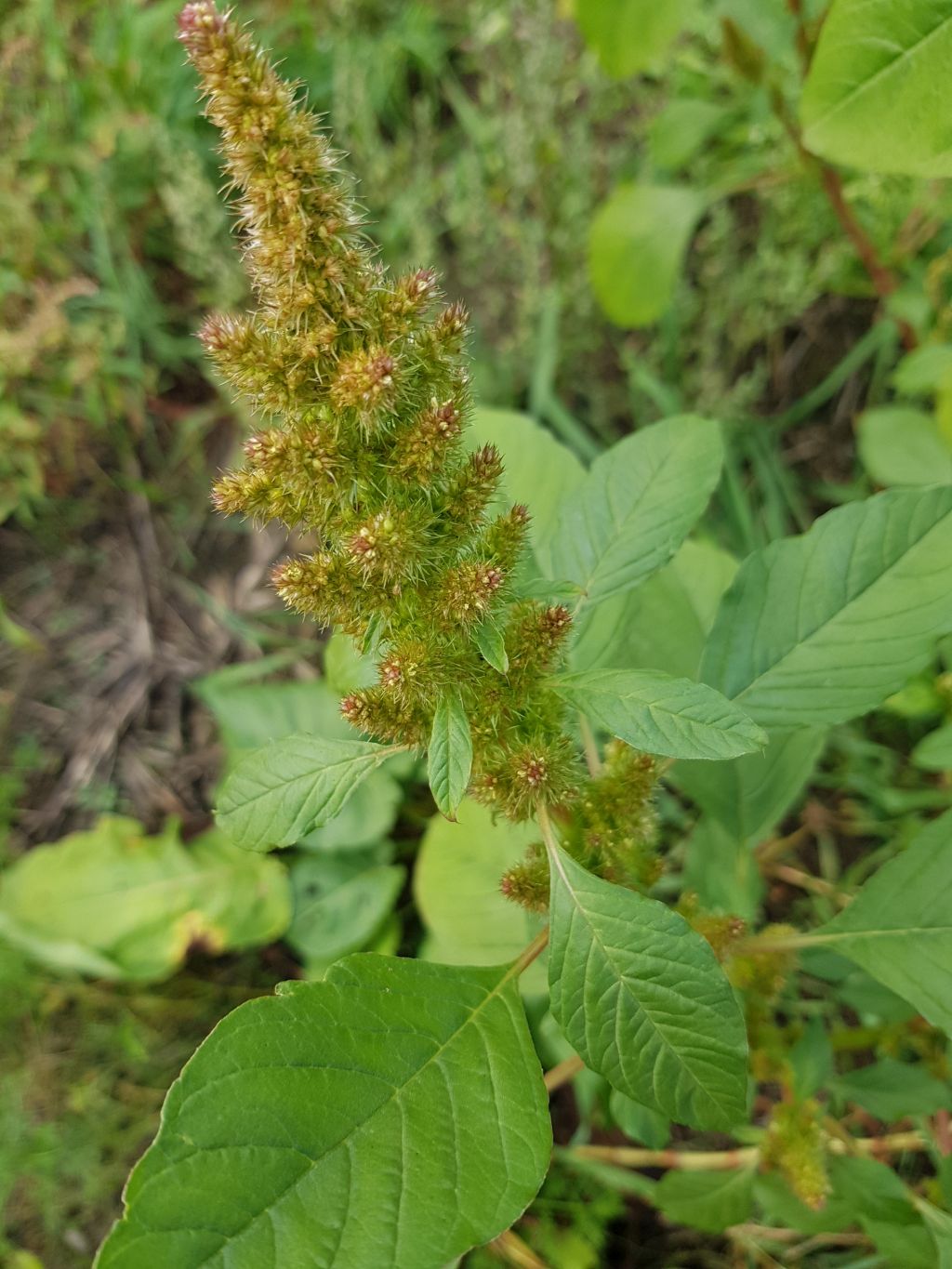 Amaranthus hybridus subsp. bouchonii