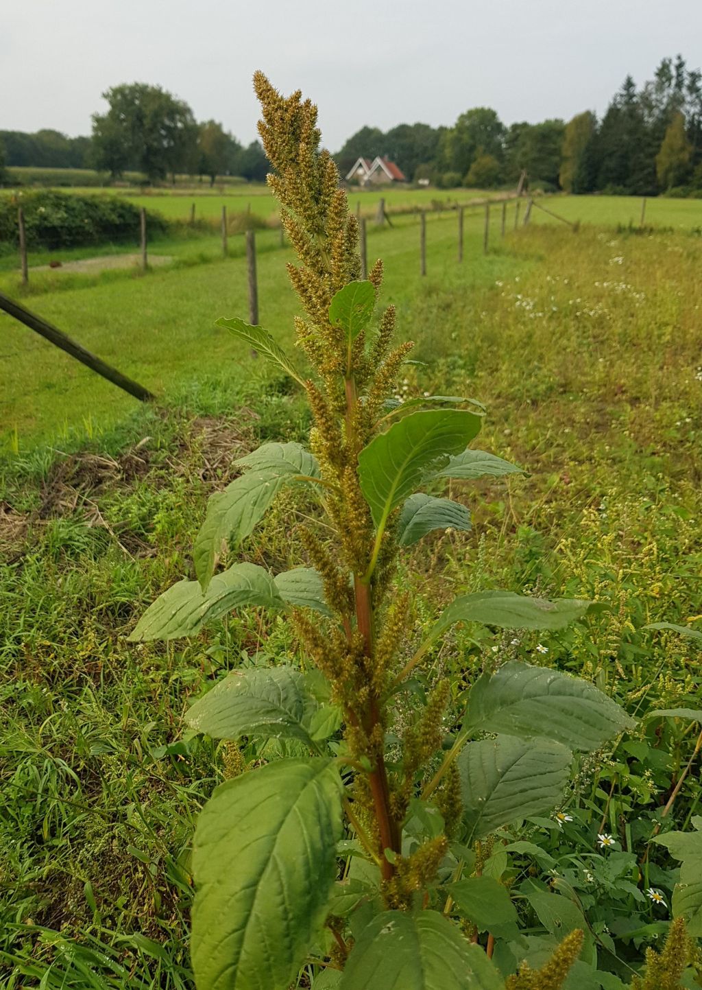 Amaranthus hybridus subsp. bouchonii