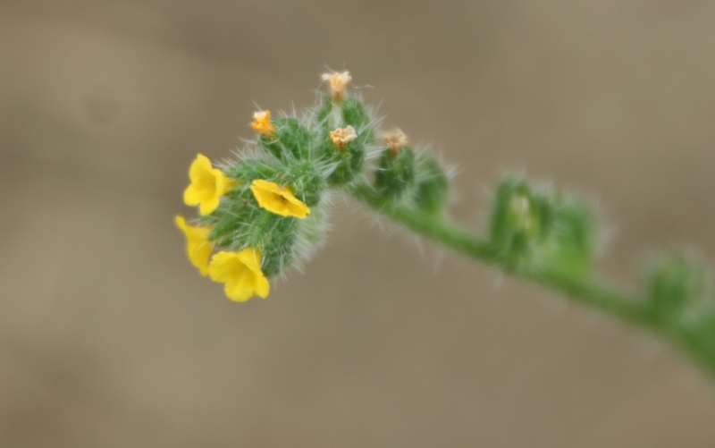 Amsinckia micrantha