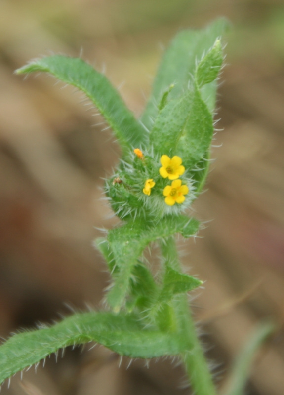 Amsinckia micrantha