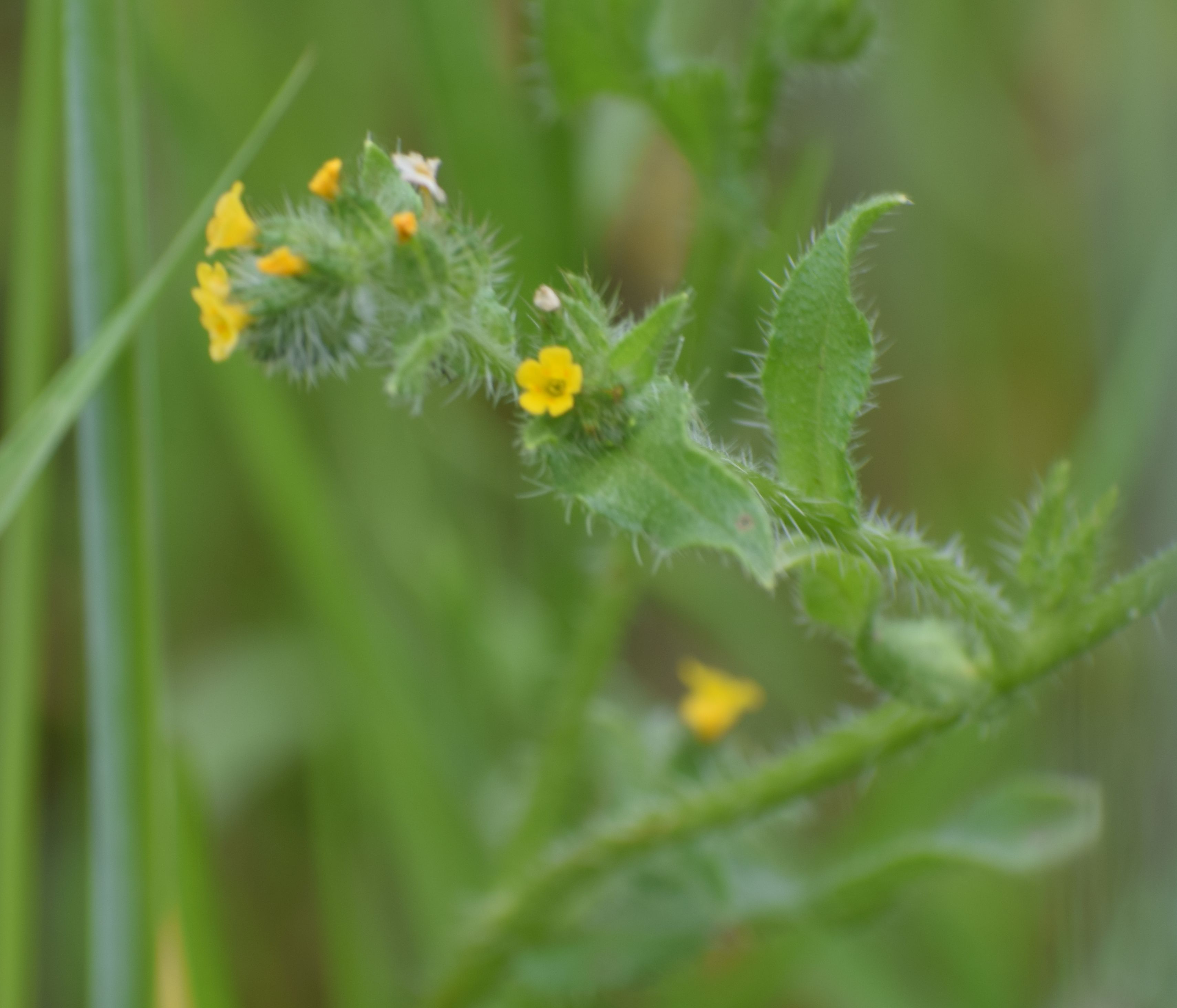 Amsinckia micrantha