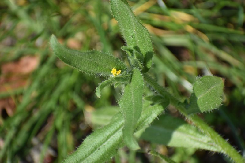 Amsinckia micrantha