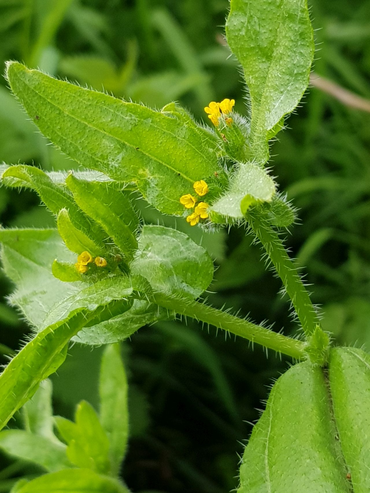 Amsinckia micrantha