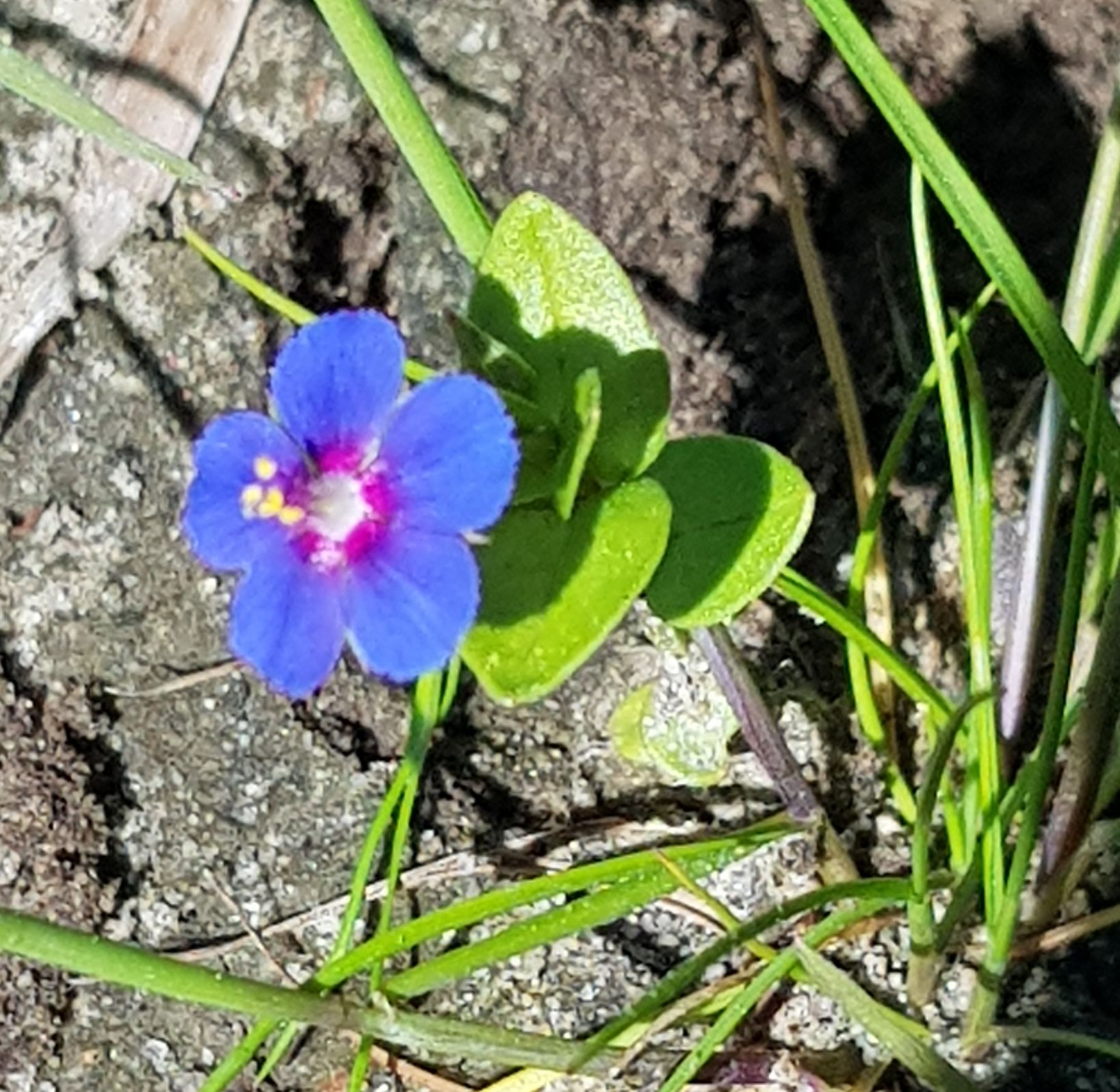 Anagallis arvensis arvensis