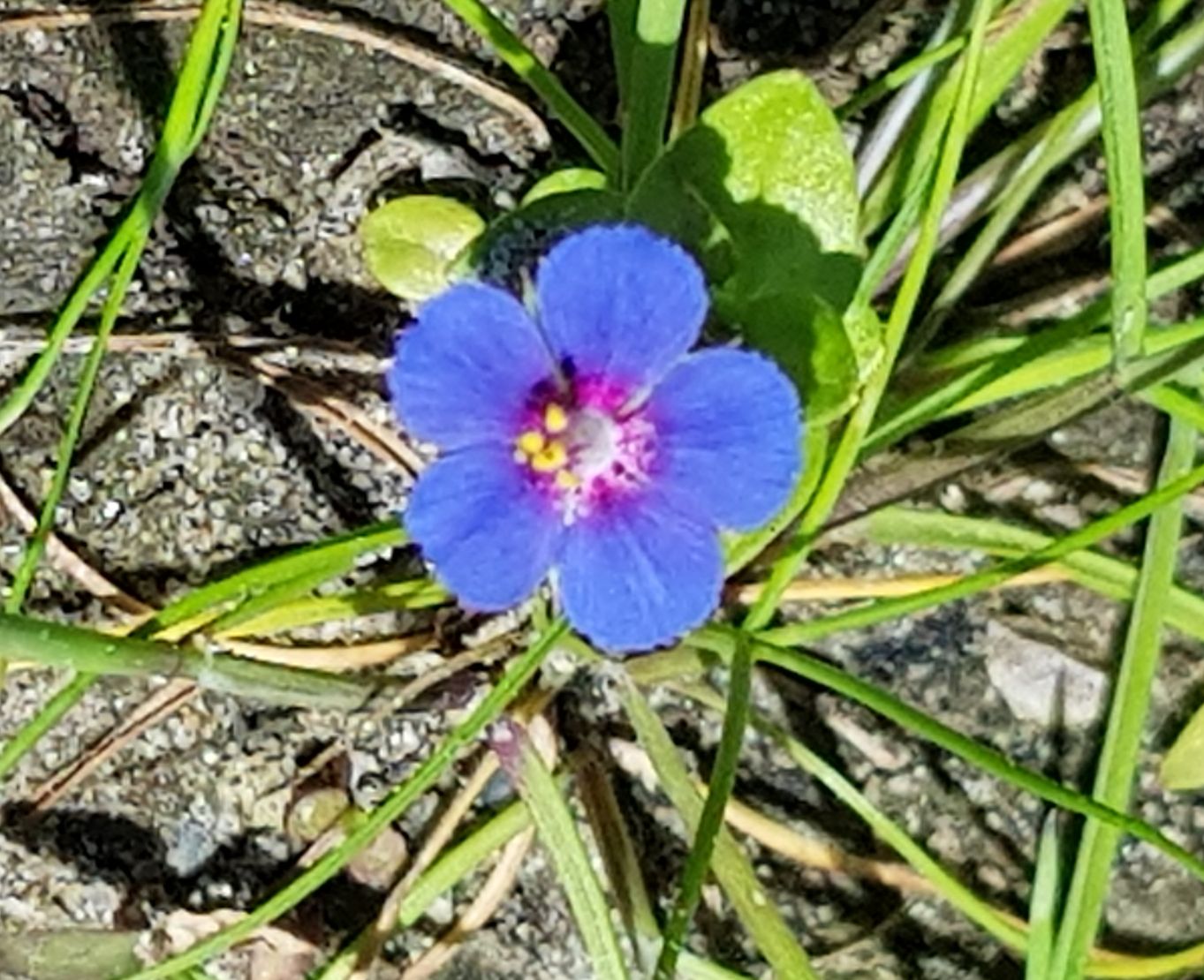 Anagallis arvensis arvensis