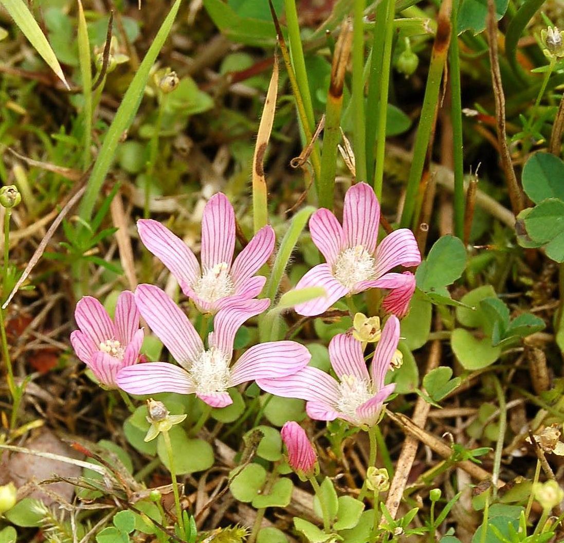 Anagallis tenella