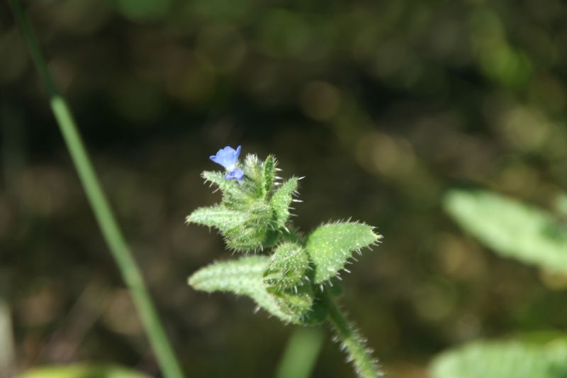 Anchusa arvensis