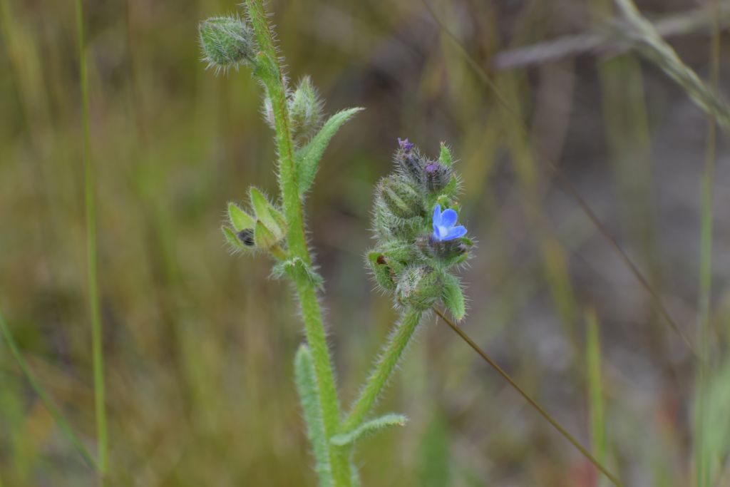 Anchusa arvensis