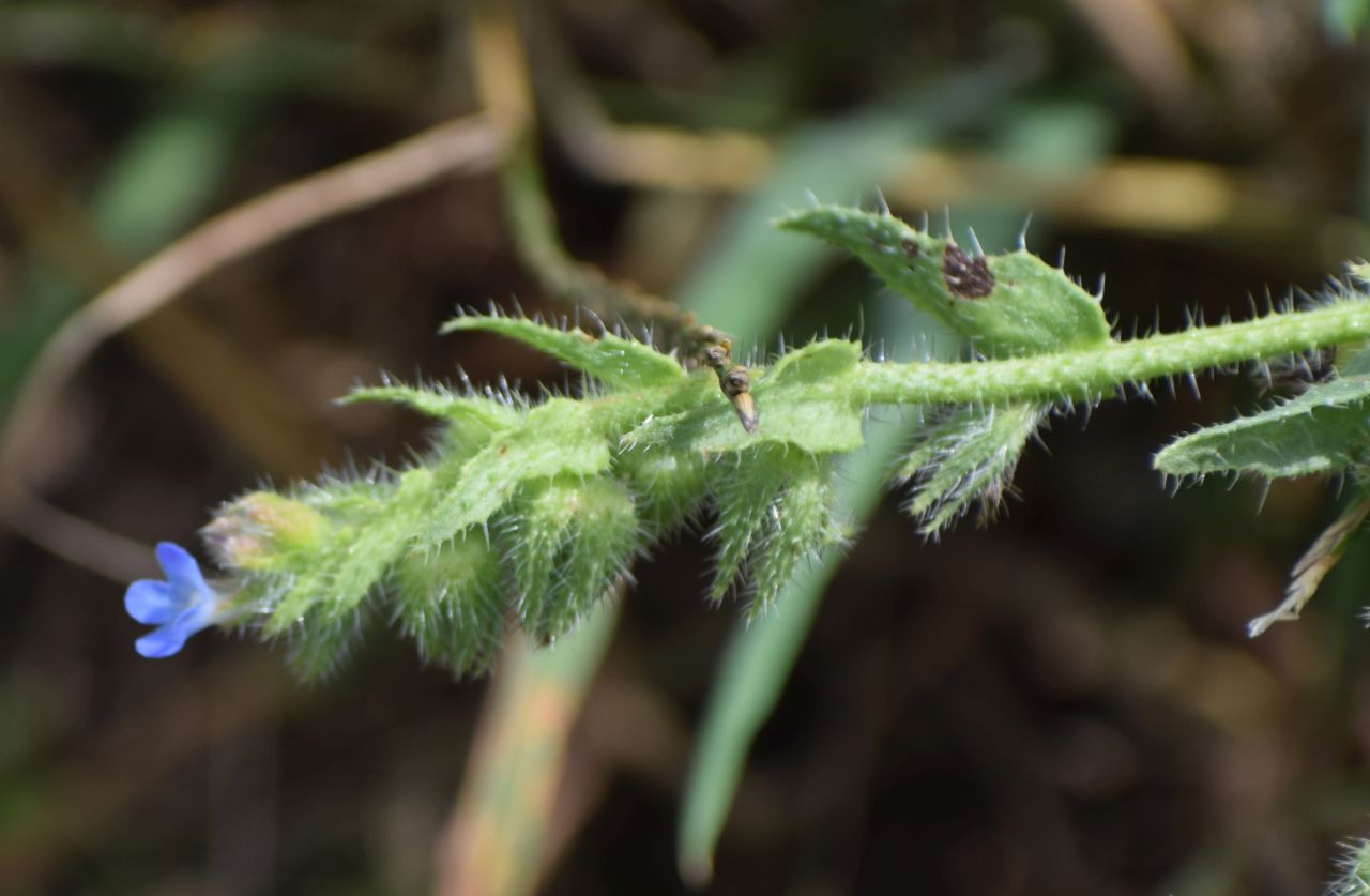 Anchusa arvensis