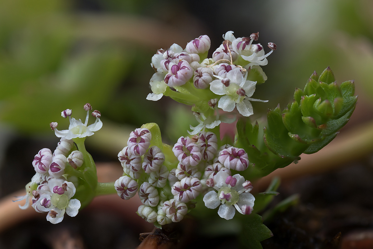 Apium repens