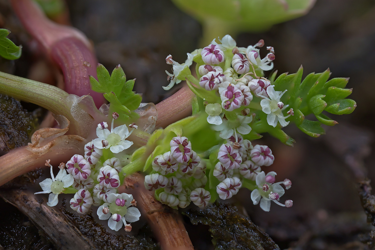 Apium repens