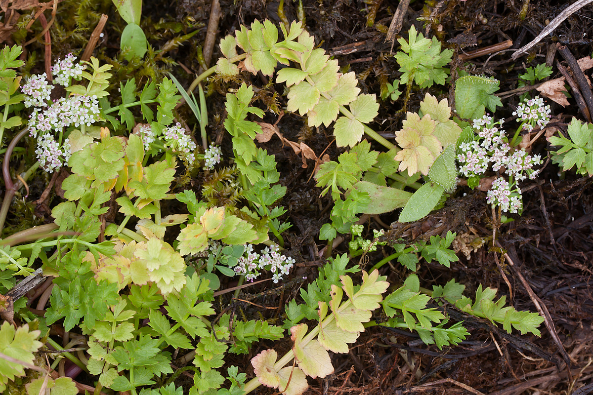 Apium repens