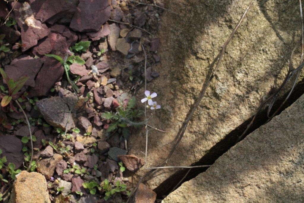 Arabidopsis arenosa