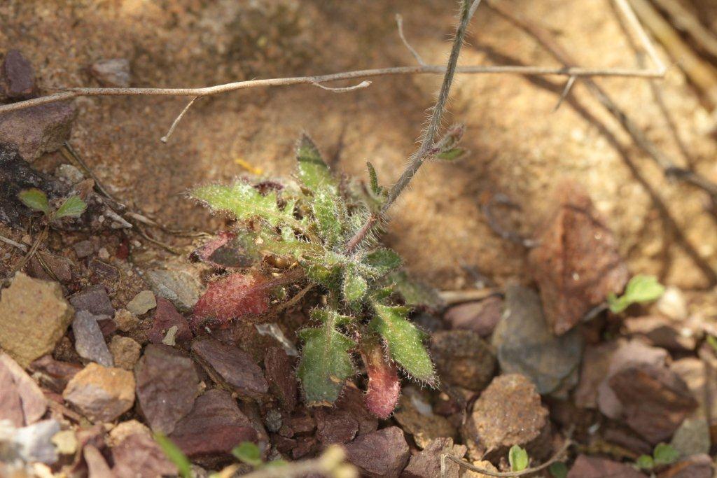 Arabidopsis arenosa