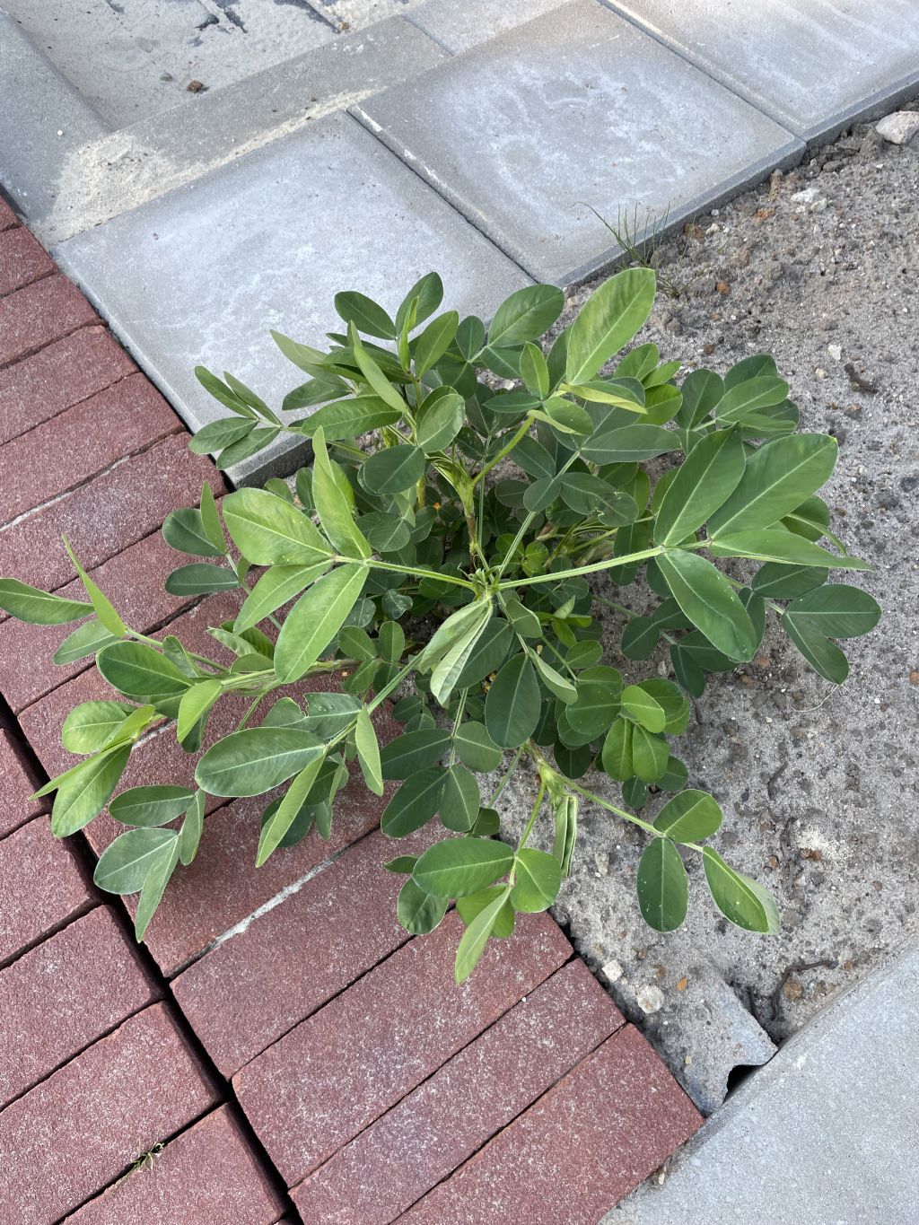 Arachis hypogaea