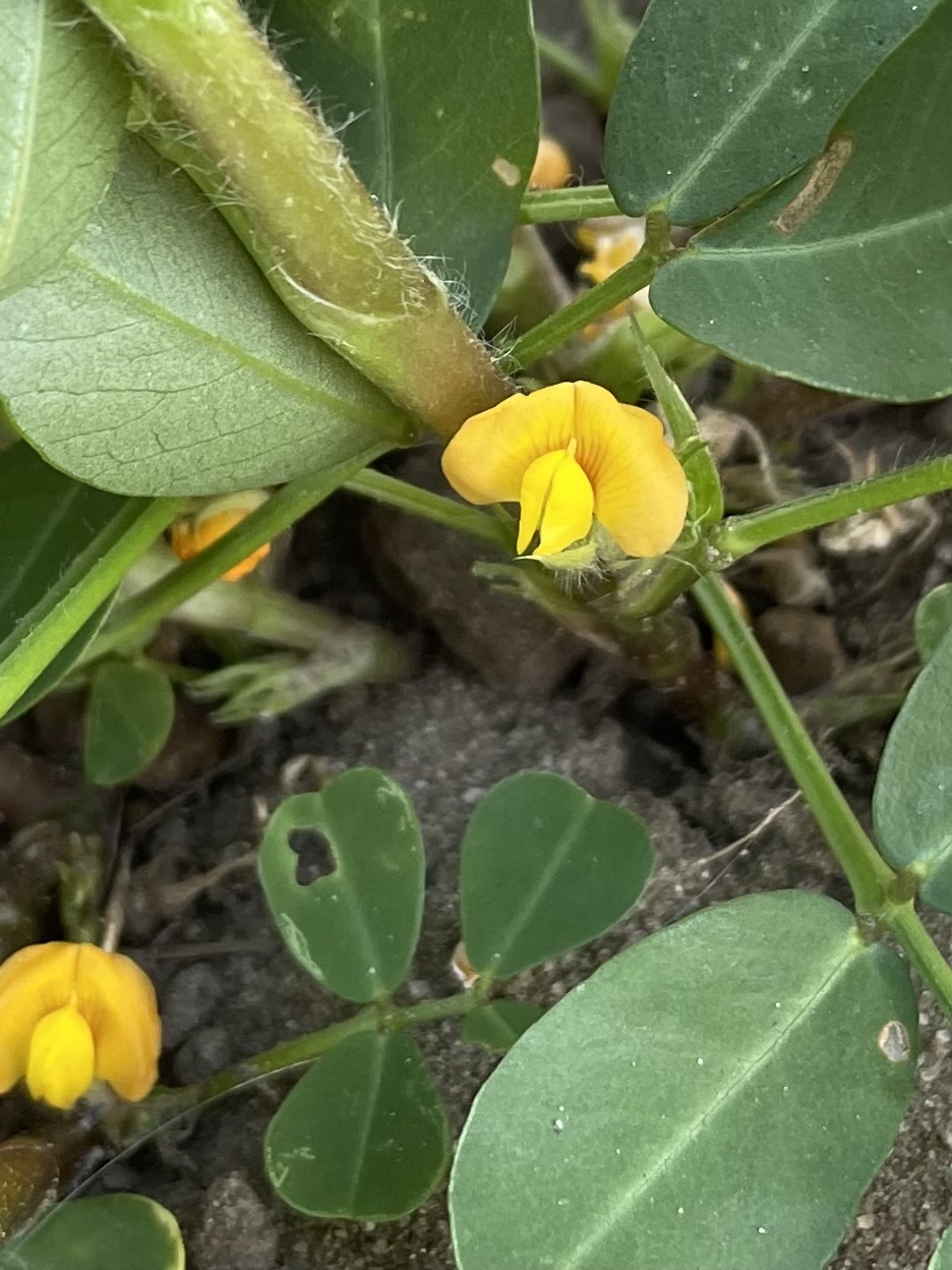 Arachis hypogaea