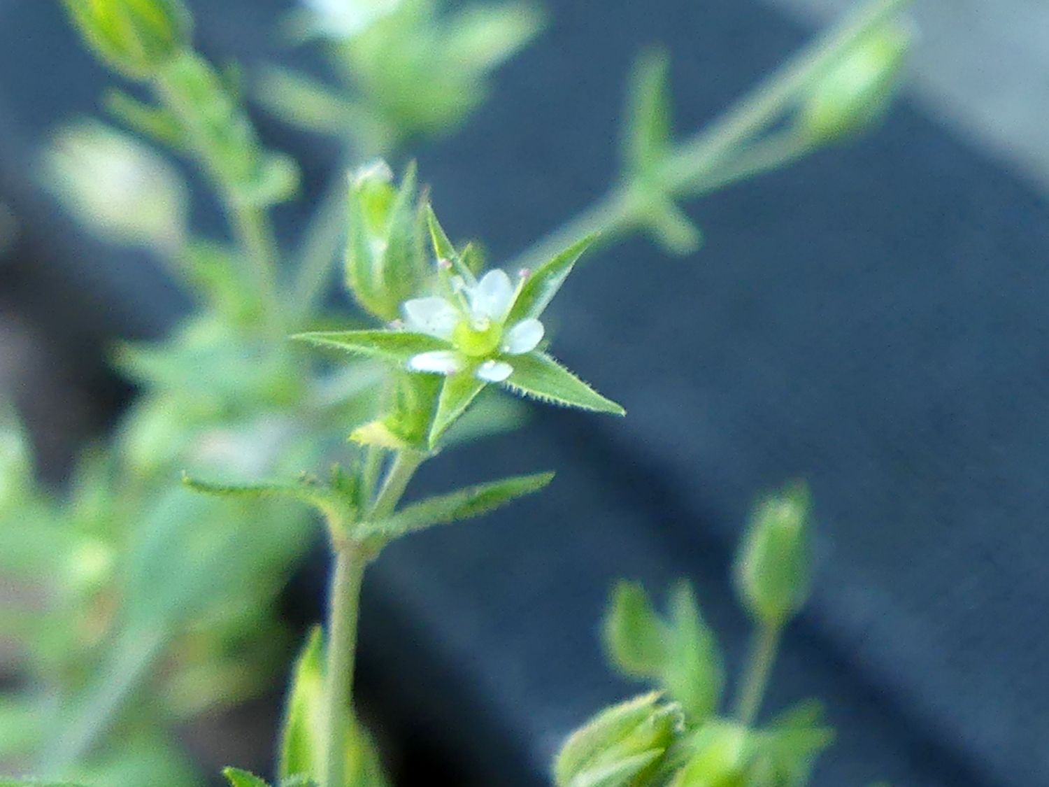 Arenaria leptoclados