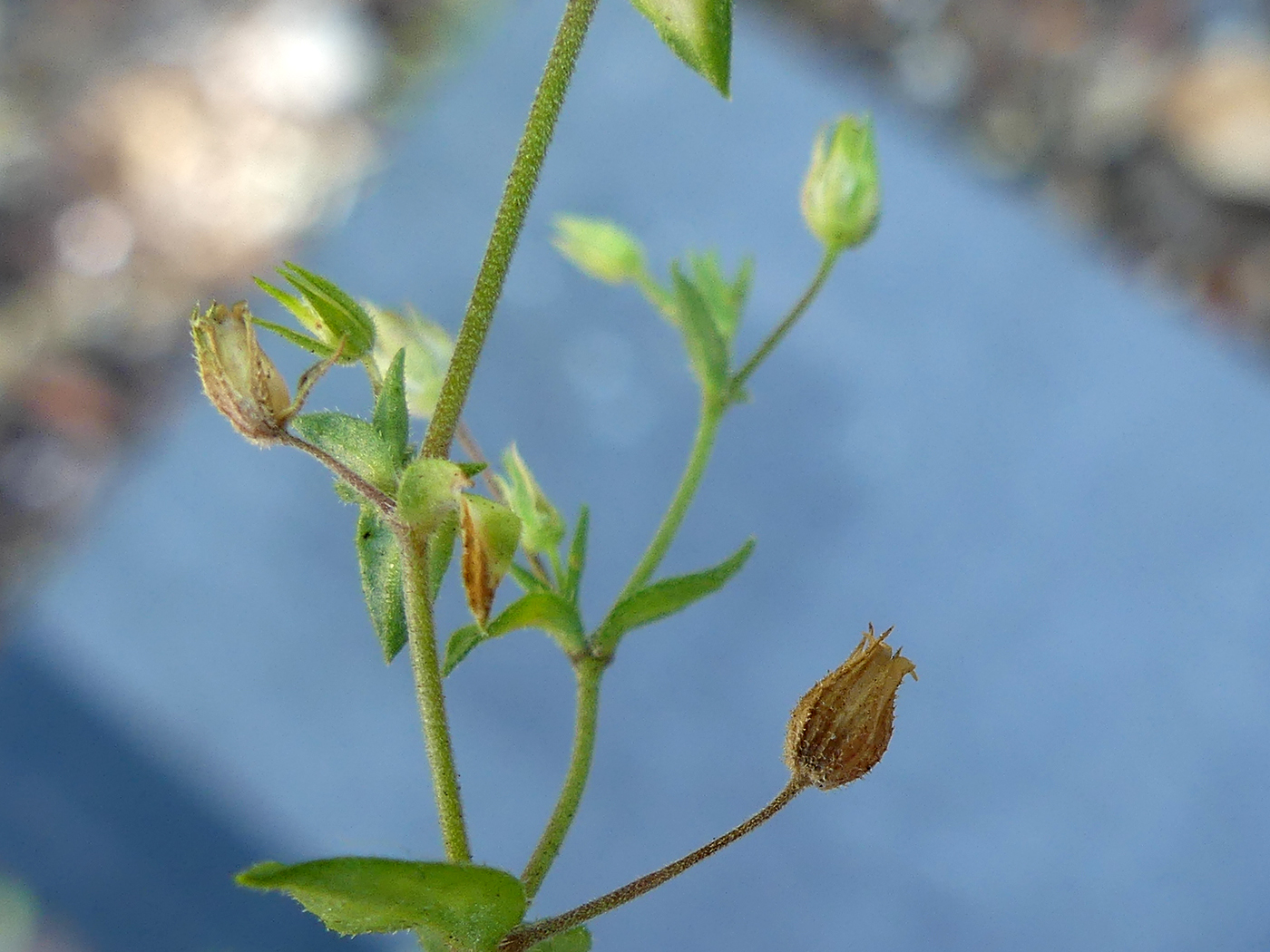 Arenaria leptoclados