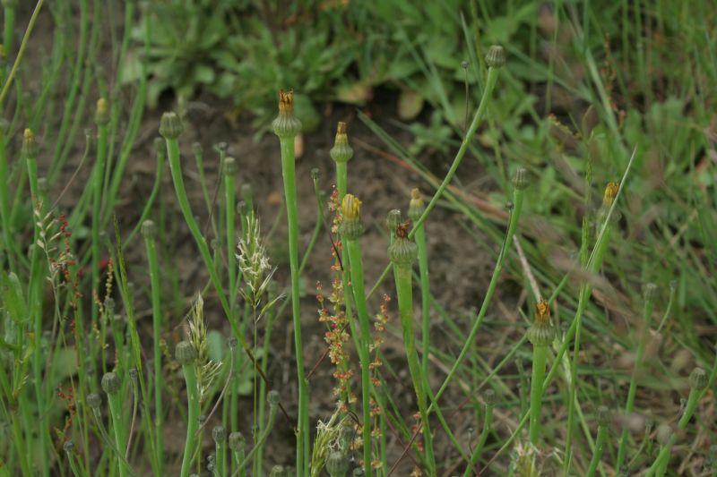 Arnoseris minima