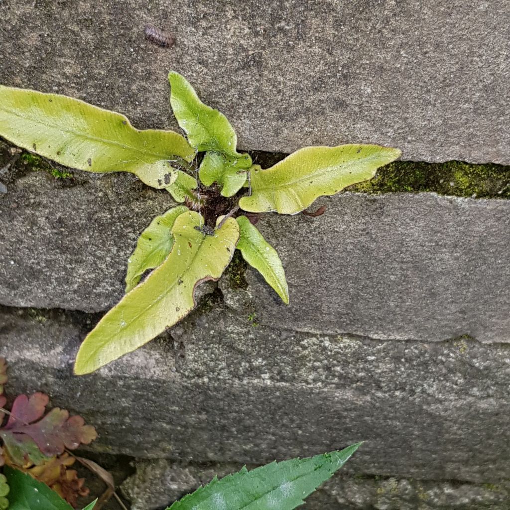 Asplenium scolopendrium