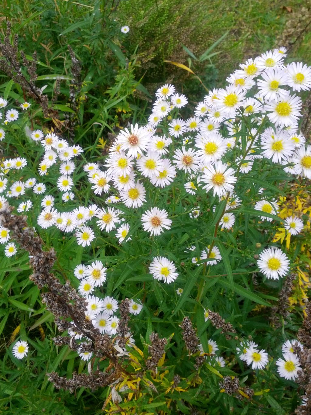 Aster lanceolatus