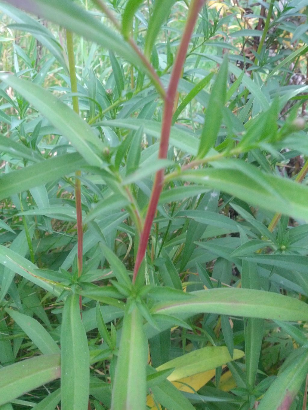 Aster lanceolatus