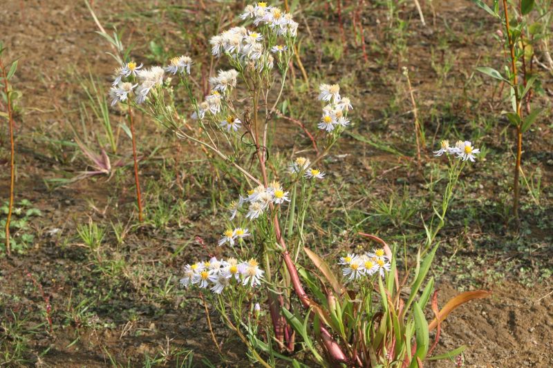 Aster tripolium