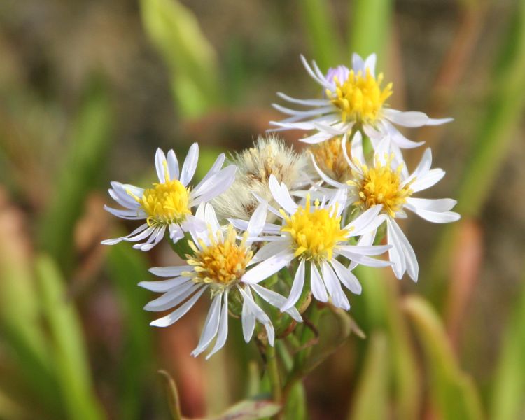 Aster tripolium