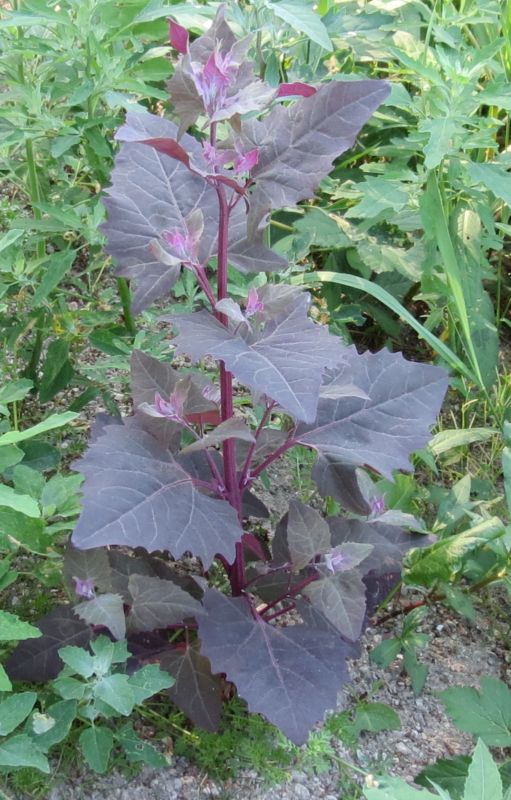 Atriplex hortensis