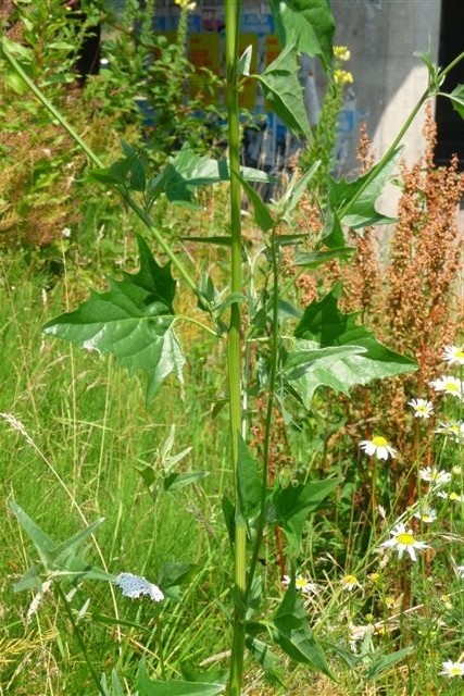 Atriplex micrantha