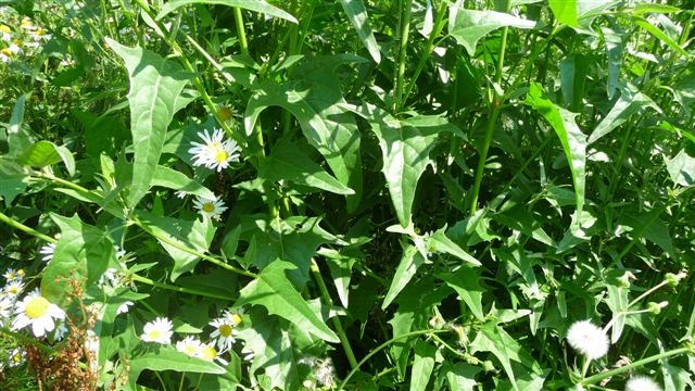 Atriplex micrantha