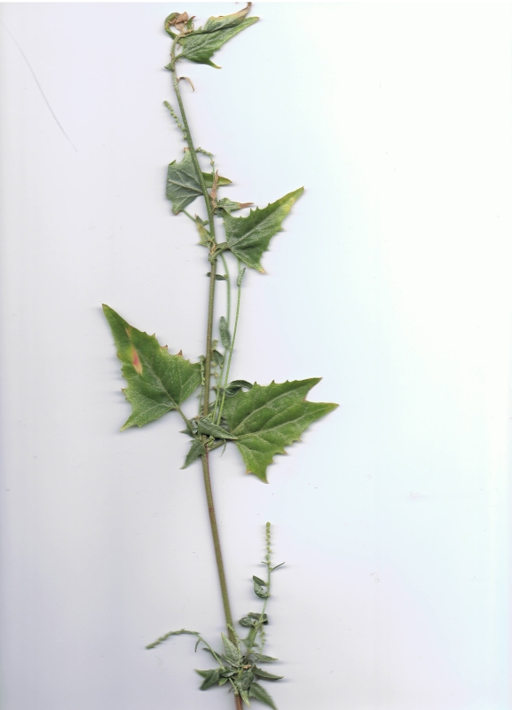 Atriplex micrantha