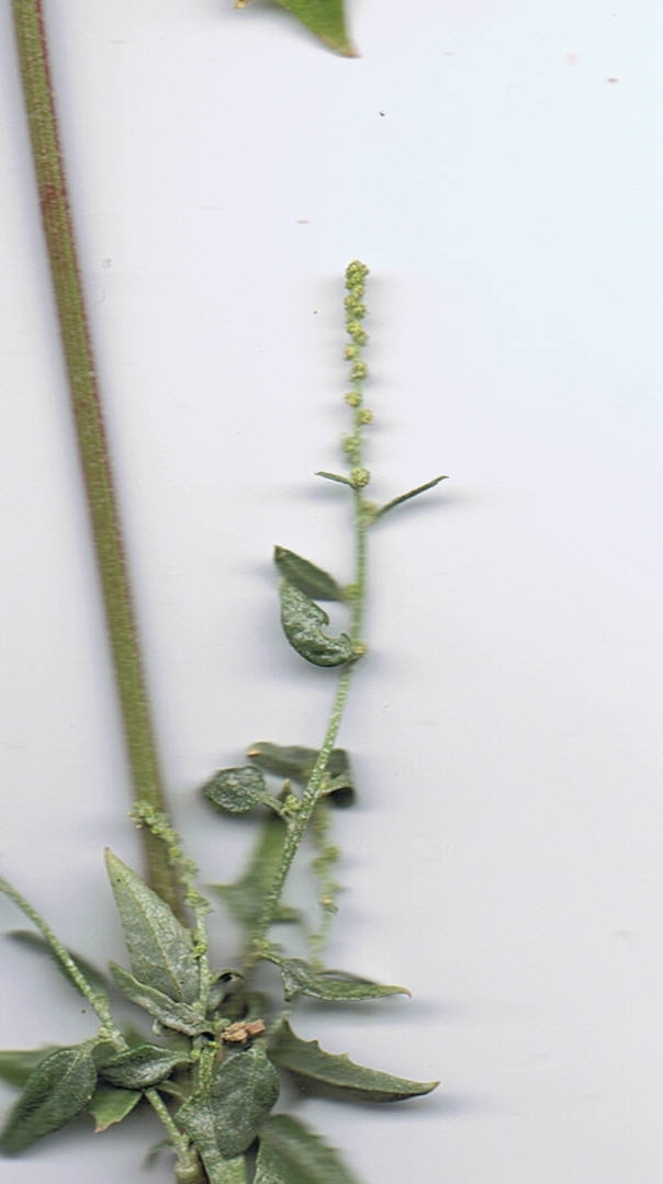 Atriplex micrantha