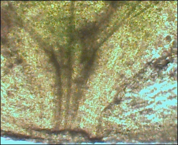 Atriplex micrantha