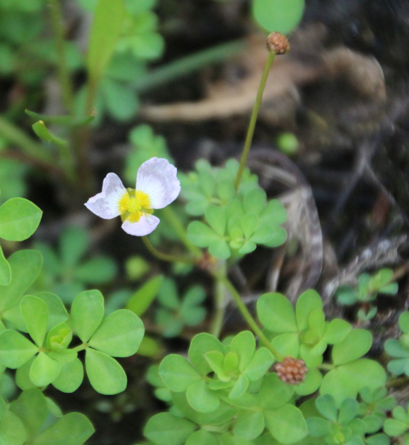 Baldellia ranuculoides subsp. ranunculoides