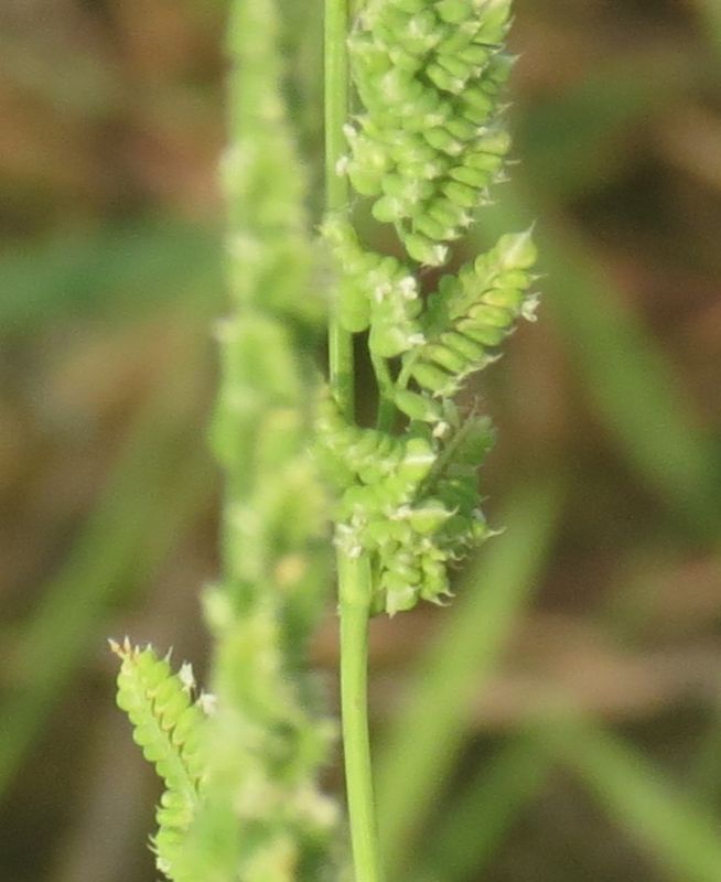 Beckmannia syzigachne