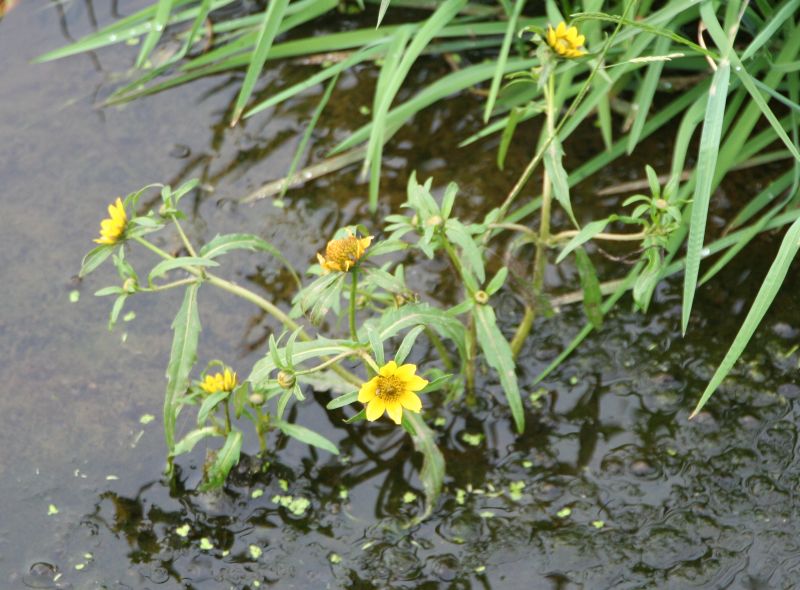 Bidens cernua