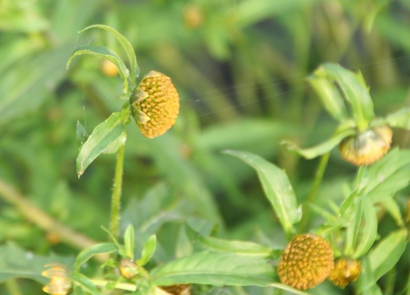 Bidens cernua